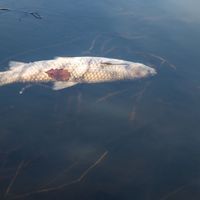 Dead fish due to lack of oxygen floating on water.