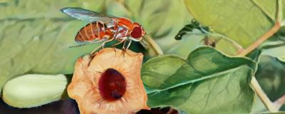 The drawing depicts two fruit flies near a plant from the genus Aristolochia. One fly perches on the plant&rsquo;s orange flower, while the other moves away from it.