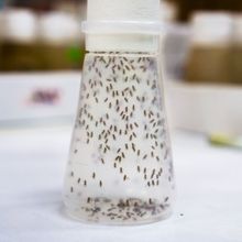 Fruit flies in a vial