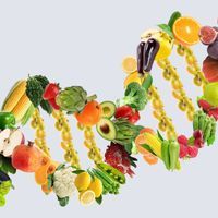 a DNA helix made of fruits and vegetables