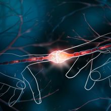 Two neurons send electrical signals to each other.