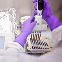 Photo taken from the perspective of a lab worker in a white coat and purple gloves preparing multiple fecal transplant capsules at a time.