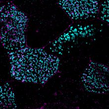 This image shows hexagon shaped cells (mouse airway stem cells) that are outlined in magenta. Within each cell there are tiny dots that represent centrioles, which are colored cyan.&nbsp;