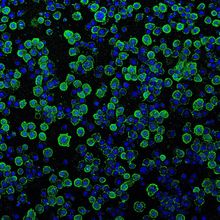 Image shows photorhabdus virulence cassettes (green) binding to insect cells (blue) prior to injection of payload proteins.&nbsp;