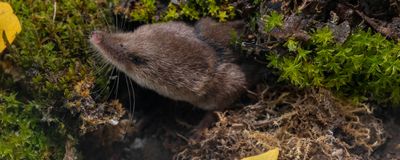 A small furry shrew pokes its head out from a pile of vegetation.