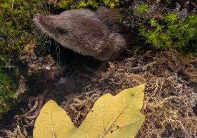 A small furry shrew pokes its head out from a pile of vegetation.