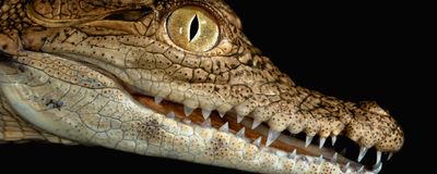 A side view of the head of a juvenile Nile crocodile.