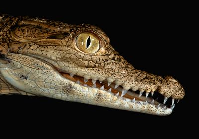 A side view of the head of a juvenile Nile crocodile.