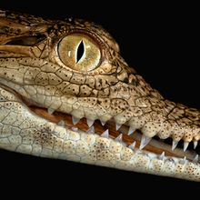 A side view of the head of a juvenile Nile crocodile.