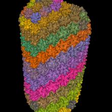 Colorful 3D model of the cone-shaped HIV-1 capsid core on a black background.