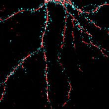 The mitochondria inside of a neuron are shown in red. The neuron&rsquo;s protrusions called dendritic spines are shown in cyan.