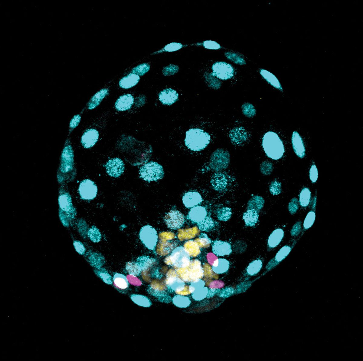 Fluorescent image of an embryo-like structure with yellow, cyan, and magenta labeled features.