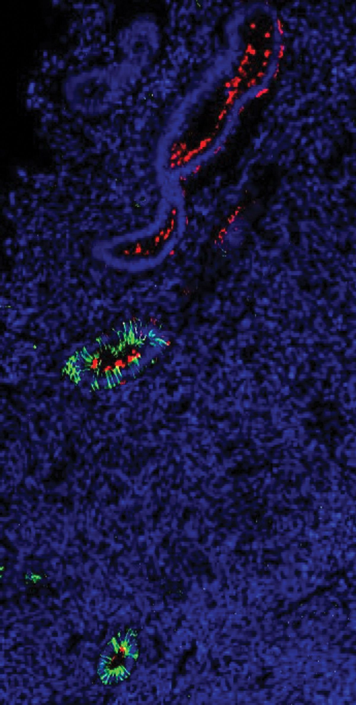 The picture shows a section of the human endometrium. The nuclei of cells are labeled in blue, glands are labeled in green, and endometrial stem cells are shown in red.