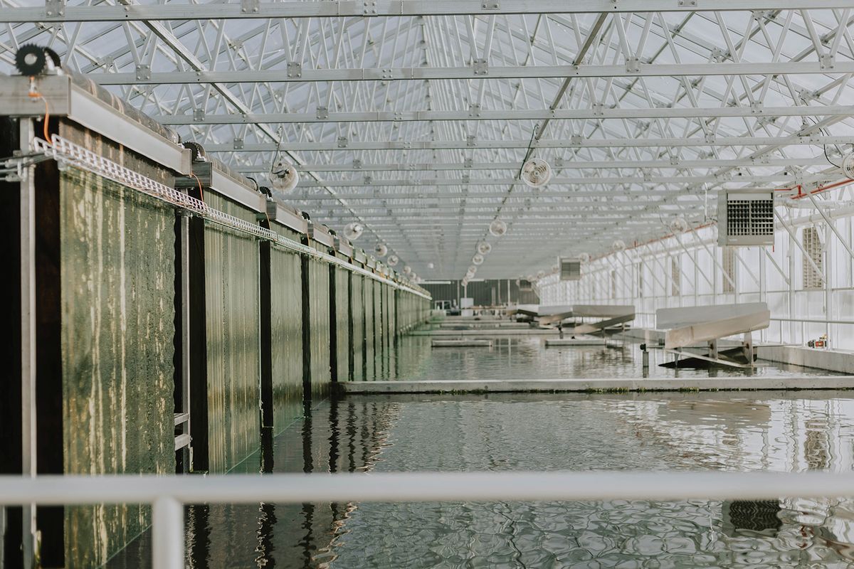 Pools of water containing algae inside a white warehouse.