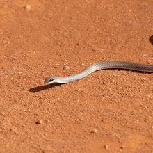 Snake slithering across dirt.&nbsp;