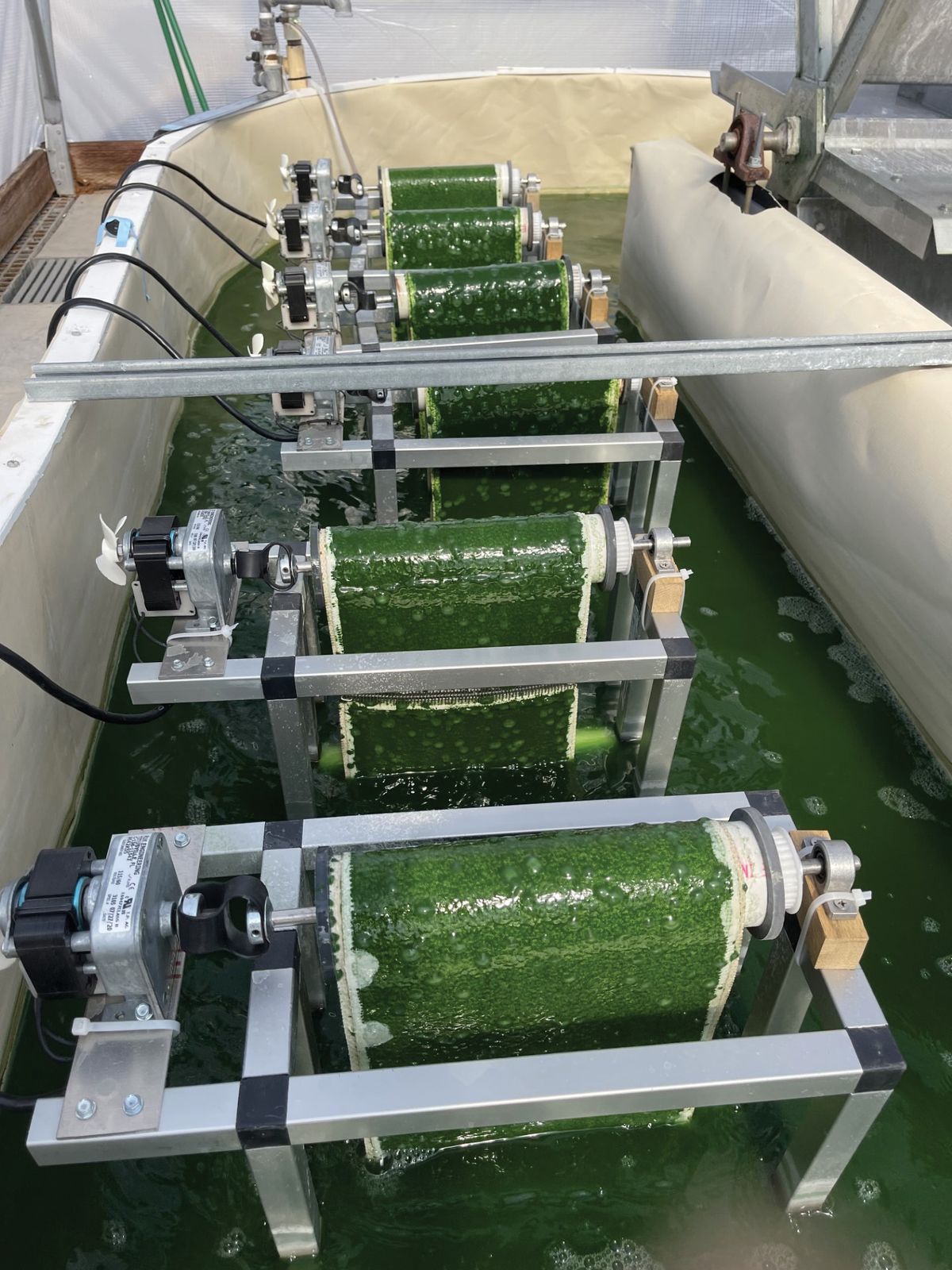 Green biofilms of algae grow in a bioreactor.