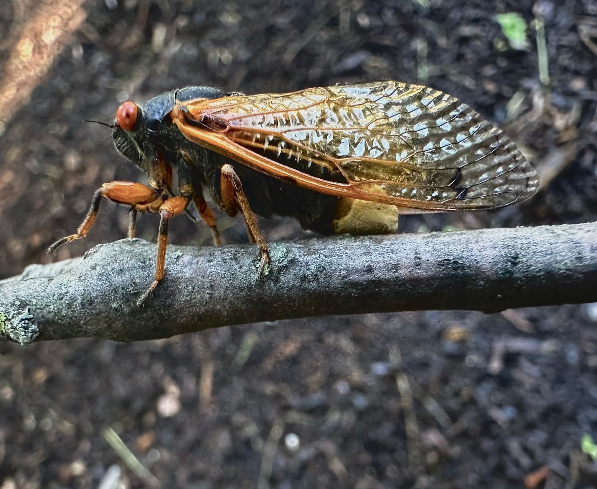 Side view of an infected cicada with whitish fungal plug standing on a branch.