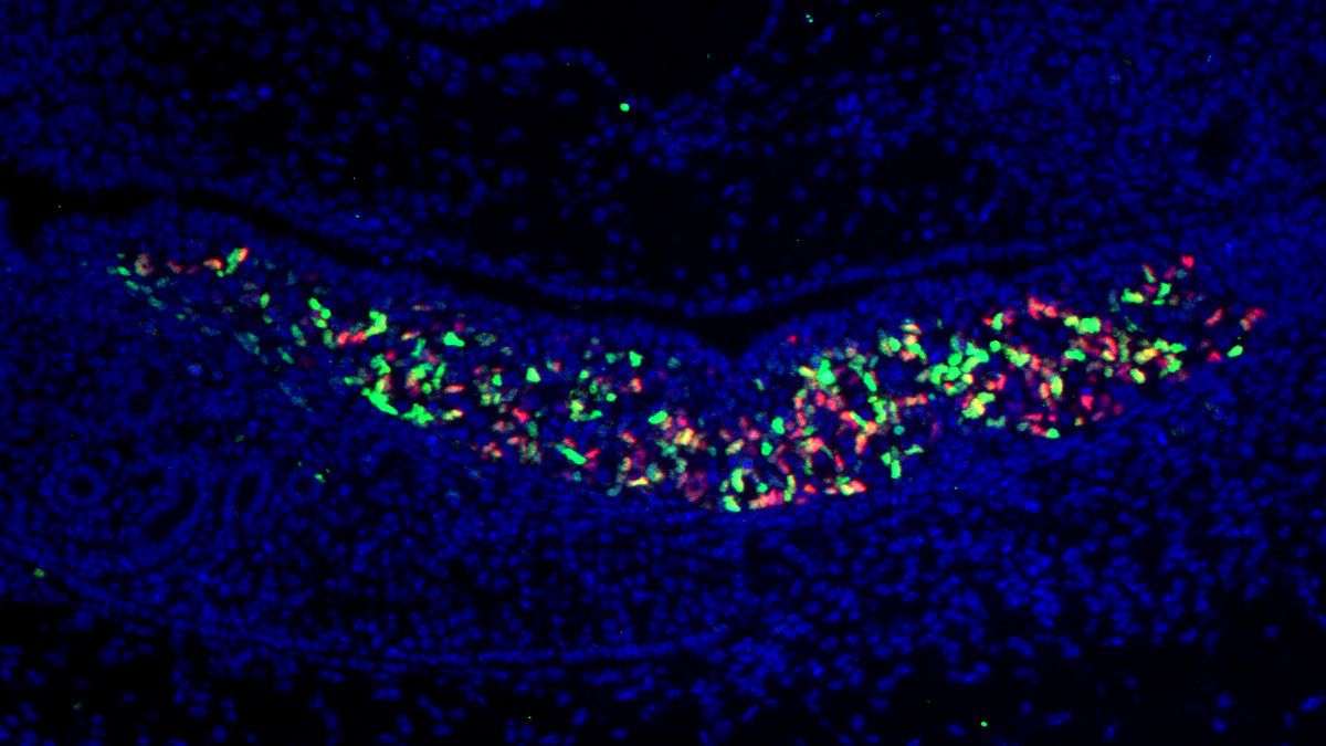 A microscopy image showing a cluster of red and green cells in a strip surrounded by blue cells.