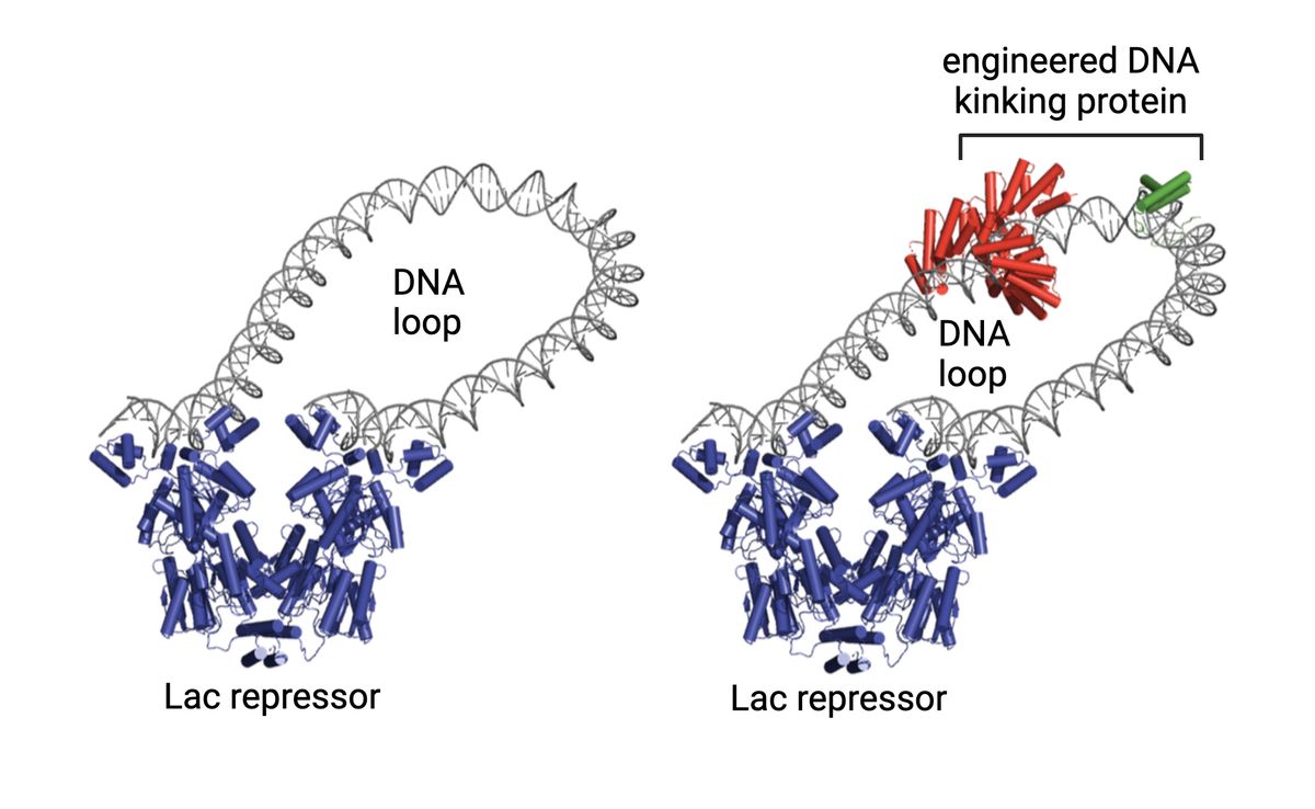 Model of a DNA loop created by the binding of Lac repressor (left) and with an artificial protein that kinks the DNA to aid in this looping. 