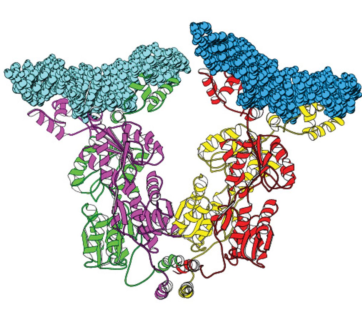 3D ribbon diagram of the Lac repressor (chains in neon green, magenta, yellow, and red) bind two regions of DNA (cyan and blue).