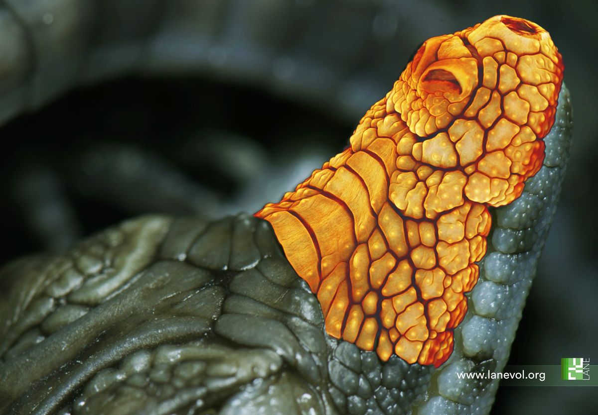 A picture showing the upper jaw of a newborn Nile crocodile, as scanned by light sheet microscopy.