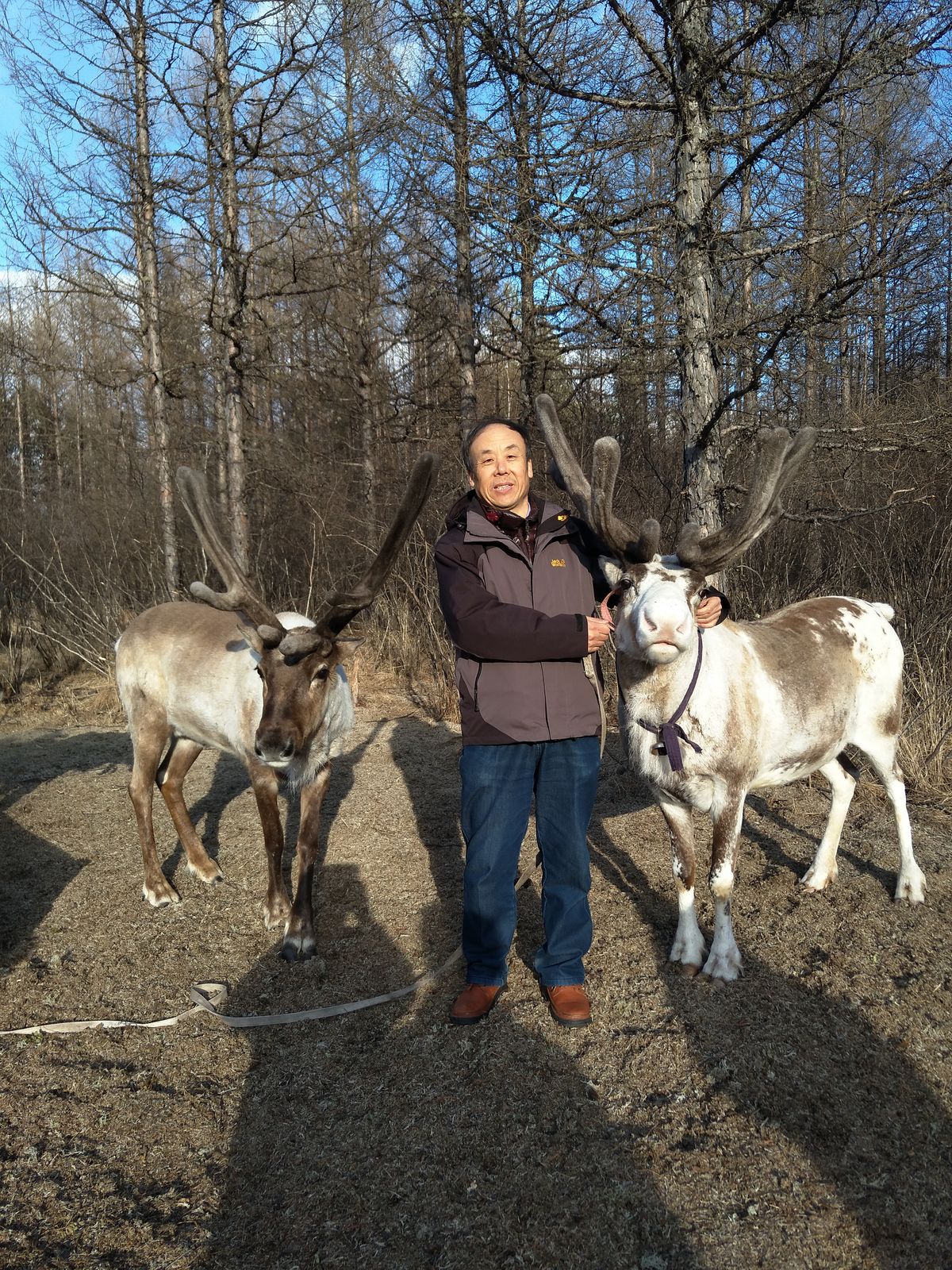 A man standing next to two reindeer against a dry landscape.