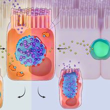 <em>Chlamydia</em> invades a host cell, forms a membrane-bound vacuole, or inclusion, and then modifies the protein composition of the structure&rsquo;s membrane. If immune cells detect <em>Chlamydia</em> before it forms the inclusion, they trigger T cells to produce interferon-&gamma; (IFN-&gamma;), a powerful cytokine. IFN-&gamma; activates the protein mysterin (also called RFN213), which attaches ubiquitin to the inclusion membrane, signaling the cell to destroy the inclusion&rsquo;s contents by dumping them into a lysosome (left). C. trachomatis produces GarD, a protein that integrates into the inclusion membrane itself and somehow prevents mysterin from attaching ubiquitin, allowing the bacterium to evade immune destruction while continuing to multiply and eventually bursting from the cell (right).