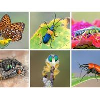 insect arthropod declines apocalypse biodiversity entomology conservation climate