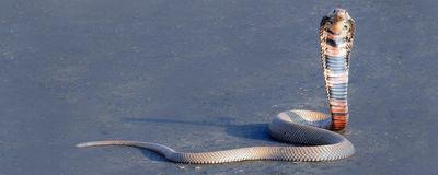 Mozambique cobra snake