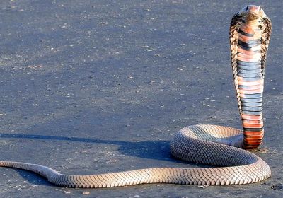 Mozambique cobra snake<strong >&nbsp;</strong>