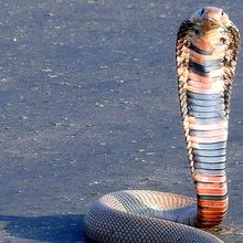 Mozambique cobra snake<strong >&nbsp;</strong>