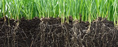 Photo of a line of grassy plants with the roots under the soil visible.