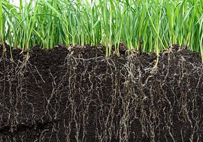 Photo of a line of grassy plants with the roots under the soil visible.