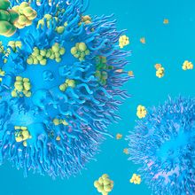 Blue immune cells with yellow spheres of protein surrounding them and landing on them.