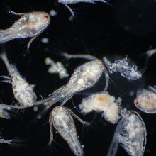 Copepod (Zooplankton) are a group of small crustaceans found in the marine and freshwater habitat.