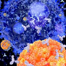 B cells secreting antibodies that target virus particles.