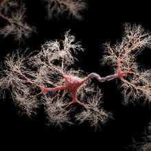 A 3D rendering of a neuron