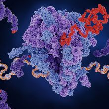 An illustration of a purple and blueribosome using mRNA as a template to synthesize a red protein chain.