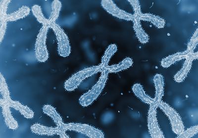 Several X-shaped duplicated chromosomes floating on a blurry blue background.