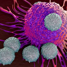 An illustration of seven T cells (in seafoam green) attack a cancer cell (in pink).