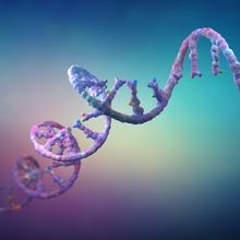 Ribonucleic acid strands consisting of nucleotides important for protein bio-synthesis 