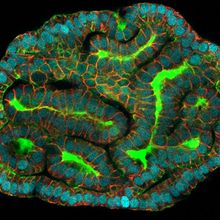 Cluster of blue cells encasing green tube structures.&nbsp;