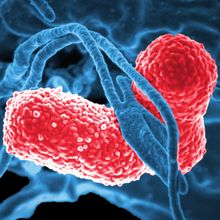 Two pink-colored, rod-shaped bacteria interacting with a blue-colored human cell