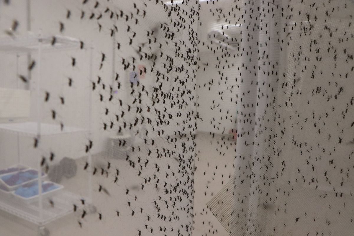 Image shows many adult mosquitoes inside an insect rearing cage.