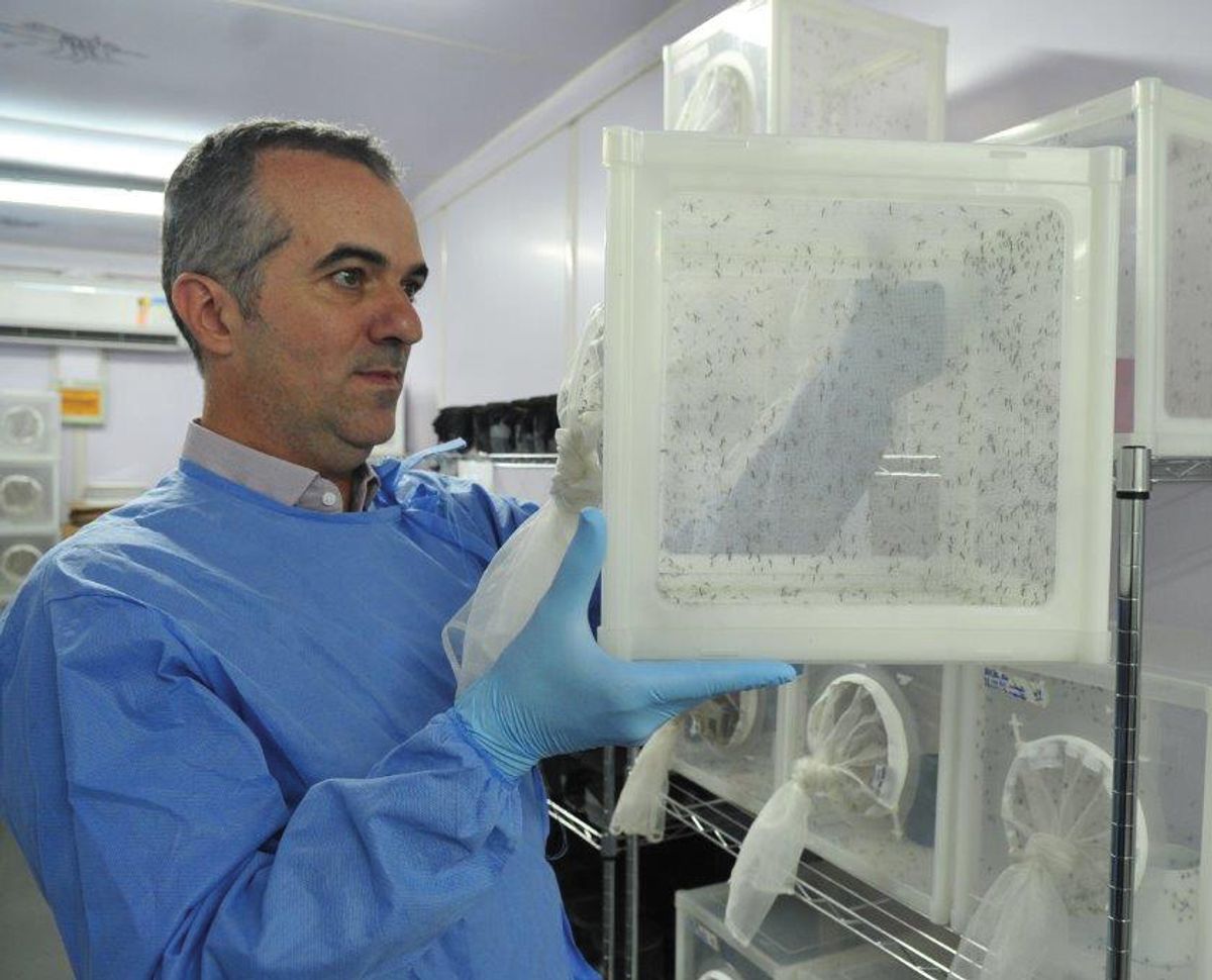 Luciano Moreira, project lead of the World Mosquito Program in Brazil, has been working with Wolbachia-infected mosquitoes for over a decade. He wears a laboratory coat and holds a mosquito rearing cage.