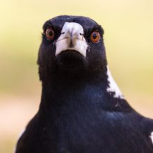 an Australian magpie stares down the camera