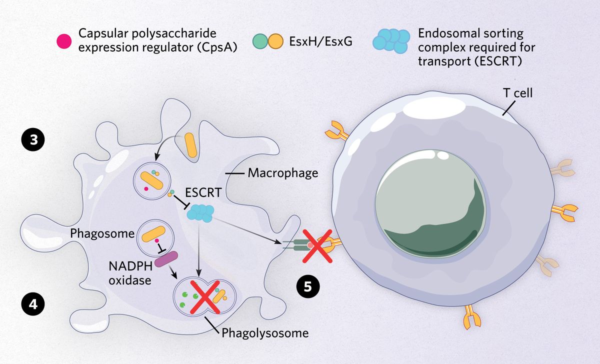 On the left, Mycobacterium tuberculosis bacteria enter a macrophage and pathways by which the bacteria avoid destruction, and how they disrupt communication between the macrophage and a T cell (shown on the right) are depicted.