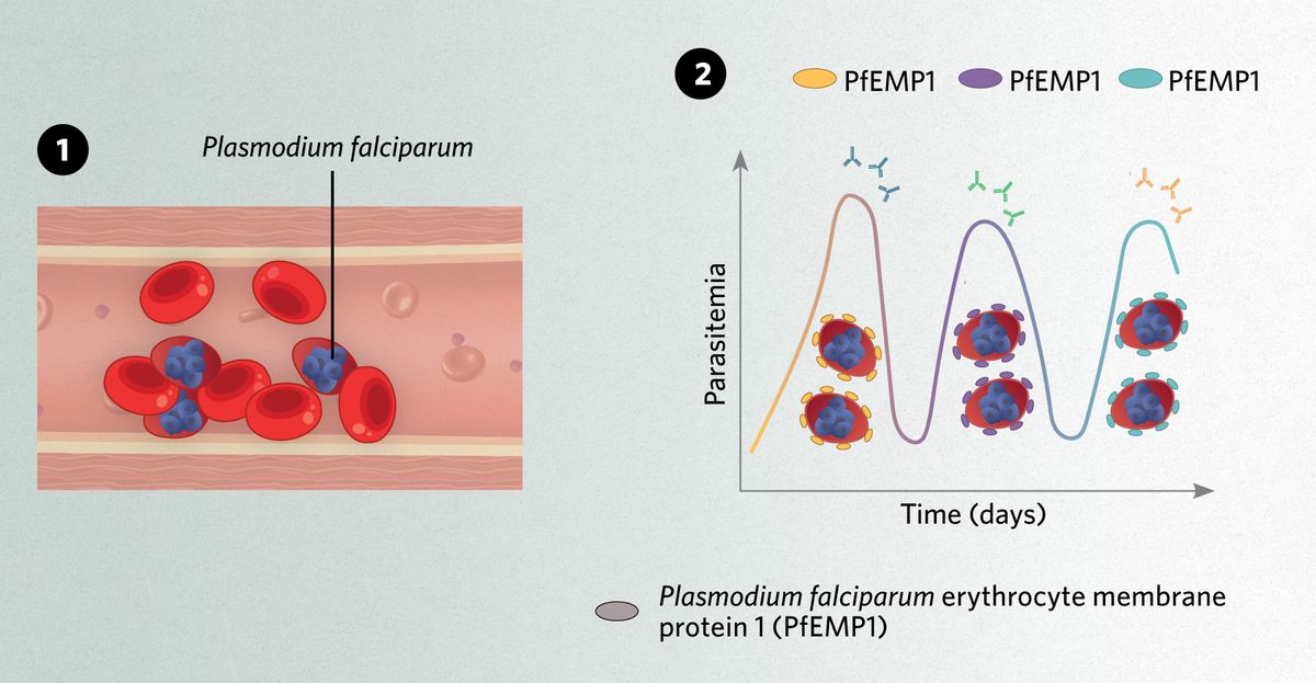 On the left, several red blood cells are shown sticking to blood vessel walls, with grey malaria parasites within them. On the right, a graph shows how parasitemia rises and falls over time as the parasite uses different forms of PfEMP1.