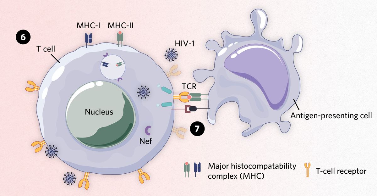 On the left, HIV disrupts surface expression of MHC proteins in a T cell; HIV also impairs communication between T cells and an antigen-presenting cell, shown on the right.