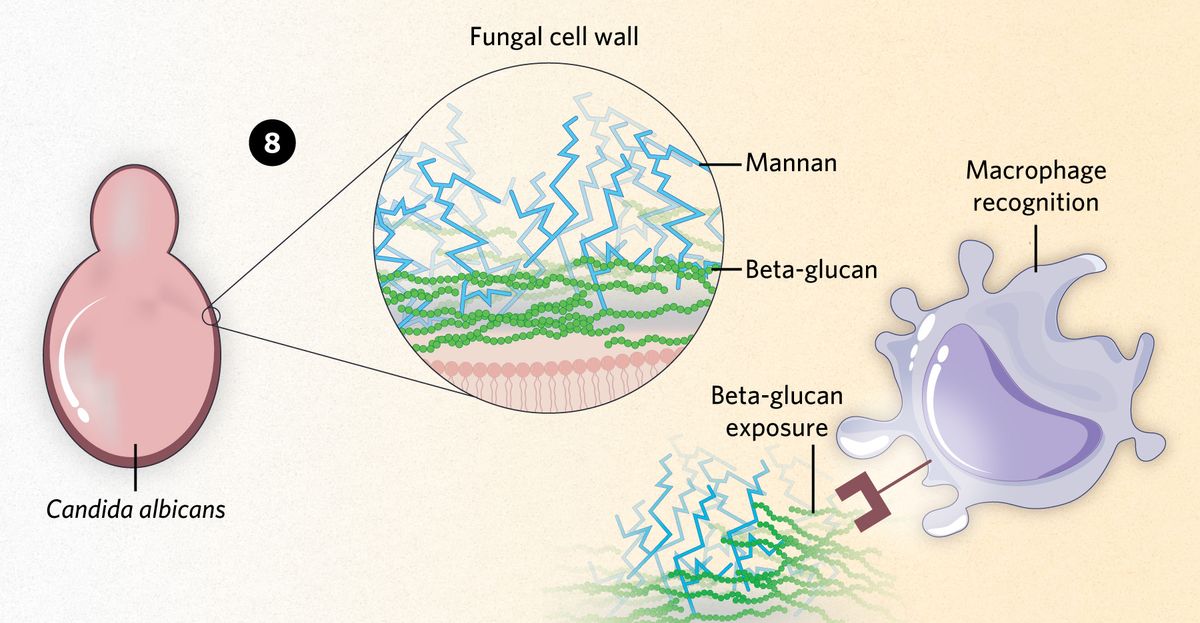 on the left, a pink Candida albicans cell is shown. A section of the cell wall is enhanced to show how the beta-glucans, shown in green, are covered by mannans, shown in blue. On the right, macrophages recognize beta-glucans.